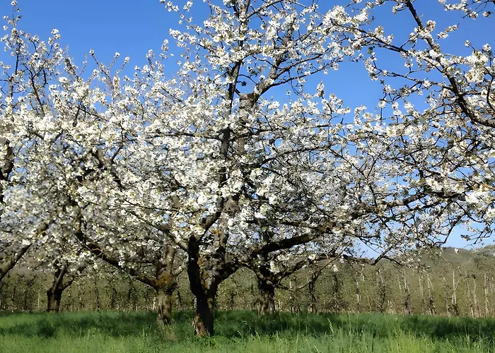 ゲストハウス Kippenhausen